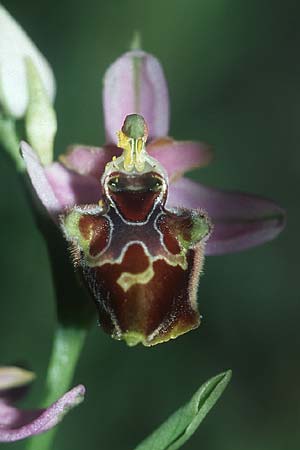 Ophrys linearis x splendida, F   Chaine du l'Estaque 1.5.2005 