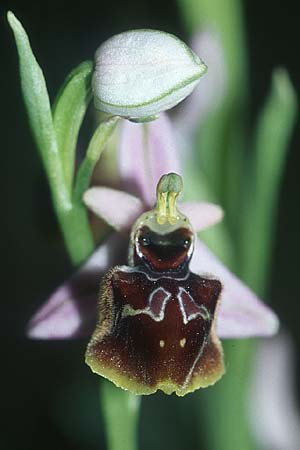 Ophrys linearis x splendida, F   Chaine du l'Estaque 1.5.2005 