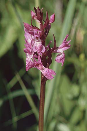 Dactylorhiza Hybrid-Population Reallon, F  Briancon 29.6.2001 