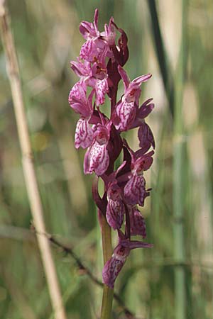 Dactylorhiza Hybrid-Population Reallon, F  Briancon 29.6.2001 