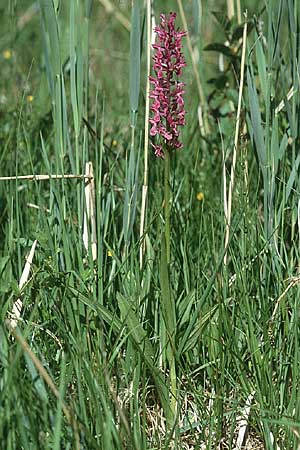 Dactylorhiza Hybrid-Population Reallon, F  Briancon 29.6.2001 
