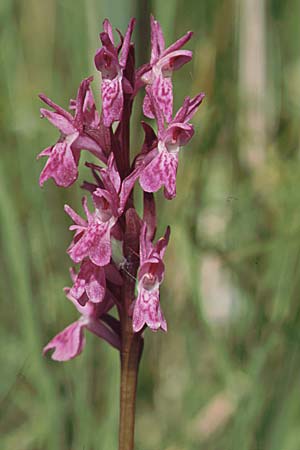 Dactylorhiza Hybrid-Population Reallon, F  Briancon 29.6.2001 