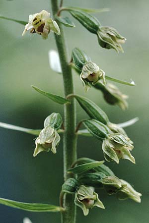 Epipactis bugacensis \ Rhone-Ständelwurz / Rhone Helleborine, F  Lyon 15.7.1995 