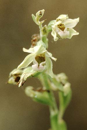 Epipactis bugacensis \ Rhone-Ständelwurz / Rhone Helleborine, F  Lyon 15.7.1995 