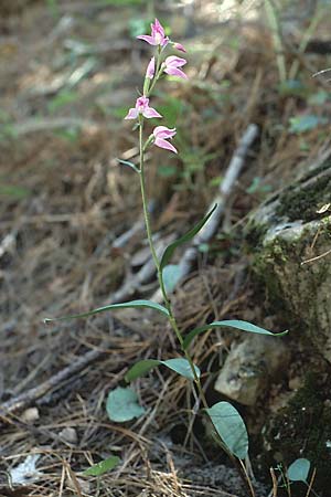 Cephalanthera rubra \ Rotes Waldvögelein, F  Cirque de Navacelles 21.6.1985 