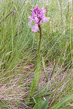 Dactylorhiza savogiensis \ Savoyen-Fingerwurz, Savoyen-Knabenkraut / Savoyan Orchid, F  Pyrenäen/Pyrenees, Val de Galbe 27.6.2008 