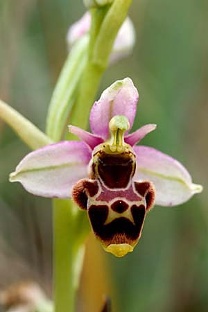 Ophrys santonica / Saintonge Bee Orchid, F  Charente Mansle 4.7.1998 