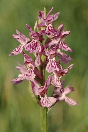 Dactylorhiza savogiensis \ Savoyen-Fingerwurz, Savoyen-Knabenkraut / Savoyan Orchid, F  Dept. Savoie,Col de Saisies 2.7.2002 