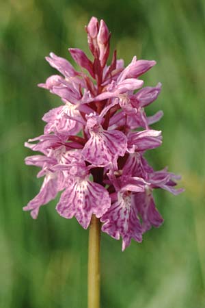Dactylorhiza savogiensis \ Savoyen-Fingerwurz, Savoyen-Knabenkraut / Savoyan Orchid, F  Dept. Savoie,Col de Saisies 2.7.2002 