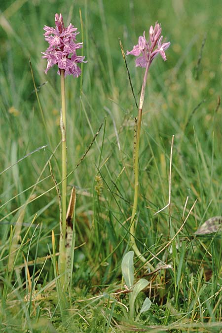 Dactylorhiza savogiensis \ Savoyen-Fingerwurz, Savoyen-Knabenkraut / Savoyan Orchid, F  Dept. Savoie,Col de Saisies 2.7.2002 