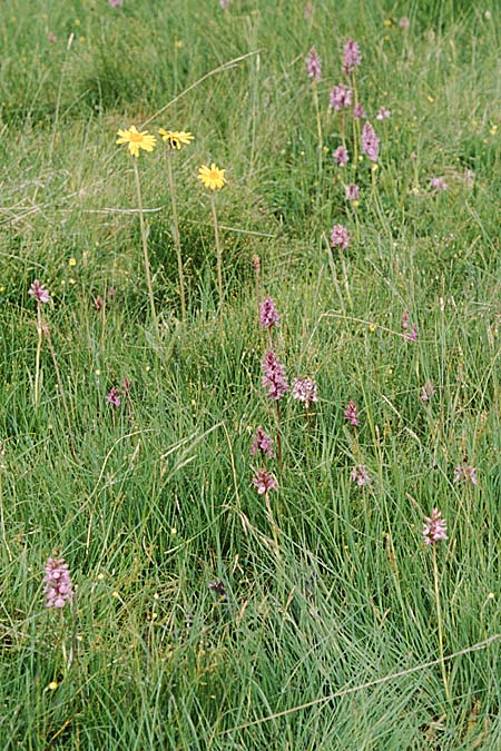 Dactylorhiza savogiensis \ Savoyen-Fingerwurz, Savoyen-Knabenkraut / Savoyan Orchid, F  Dept. Savoie,Col de Saisies 2.7.2002 