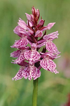 Dactylorhiza savogiensis \ Savoyen-Fingerwurz, Savoyen-Knabenkraut / Savoyan Orchid, F  Dept. Savoie,Col de Saisies 2.7.2002 