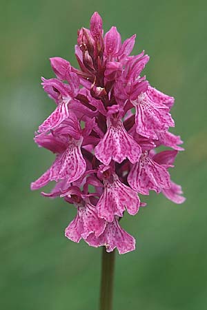 [click] Dactylorhiza savogiensis, F   Dept. Savoie,Col de Saisies 14.7.2002 