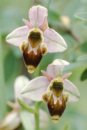 Ophrys scolopax \ Schnepfen-Ragwurz / Woodcock Orchid, F  Dept. Gers, Masseube 22.5.1990 