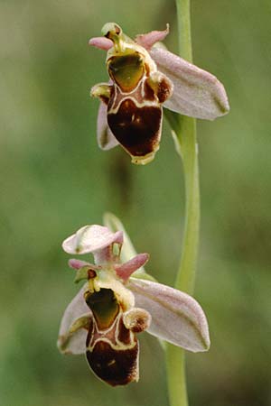 Ophrys scolopax \ Schnepfen-Ragwurz / Woodcock Orchid, F  Dept. Gers, Auch 22.5.1990 