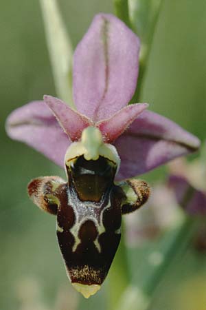 Ophrys scolopax \ Schnepfen-Ragwurz / Woodcock Orchid, F  Charente Mansle 1.6.2000 