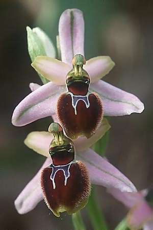 Ophrys splendida, F  Massif de l'Estaque 17.4.1999 