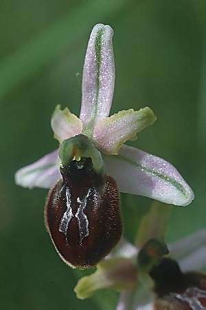 Ophrys splendida, F  Maures, Les Mayons 9.5.2000 