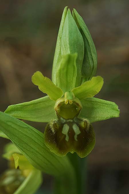 Ophrys suboccidentalis / False Spider Orchid, F  Noirmoutier 16.3.2023 (Photo: Helmut Presser)