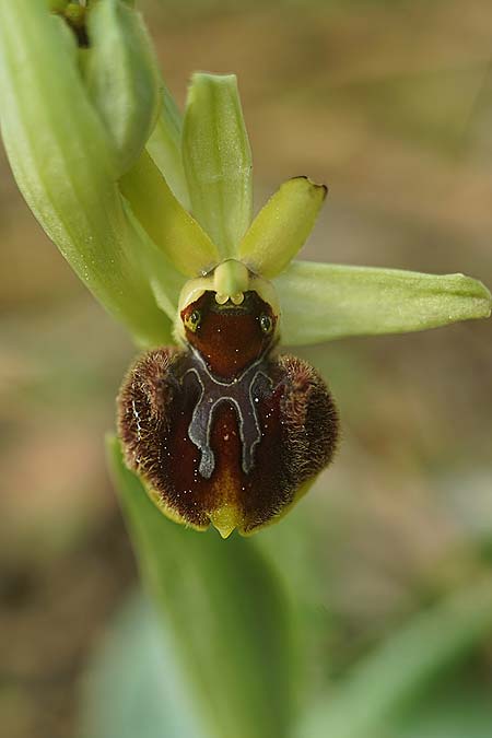 Ophrys suboccidentalis / False Spider Orchid, F  Noirmoutier 16.3.2023 (Photo: Helmut Presser)