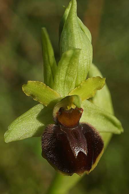 Ophrys suboccidentalis / False Spider Orchid, F  Noirmoutier 17.3.2023 (Photo: Helmut Presser)