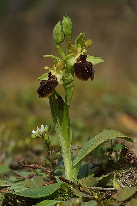 Ophrys suboccidentalis / False Spider Orchid, F  Noirmoutier 16.3.2023 (Photo: Helmut Presser)