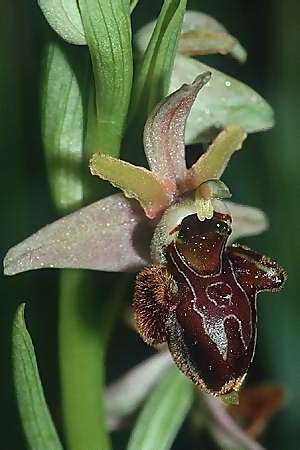 Ophrys scolopax x sphegodes, F   Charente Vars 28.4.2001 