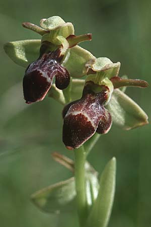 Ophrys scolopax x sulcata, F   Causse du Larzac 5.6.2004 