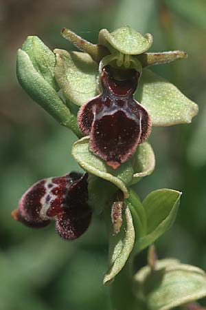Ophrys scolopax x sulcata, F   Causse du Larzac 5.6.2004 