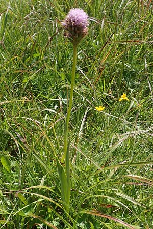 Traunsteinera globosa \ Rote Kugelorchis / Globe Orchid, F  Vogesen/Vosges, Grand Ballon 2.7.2018 