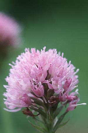 Traunsteinera globosa \ Rote Kugelorchis / Globe Orchid, F  Termignon 28.6.1998 