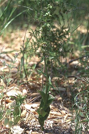 Epipactis tremolsii \ Tremols' Ständelwurz, F  Le Muy 21.5.1998 