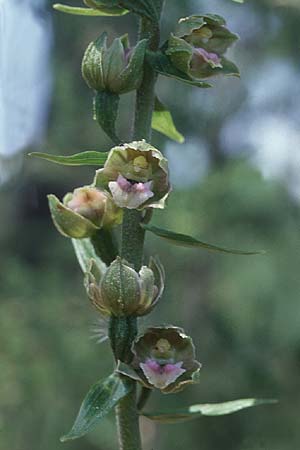 Epipactis tremolsii \ Tremols' Ständelwurz, F  Le Muy 21.5.1998 