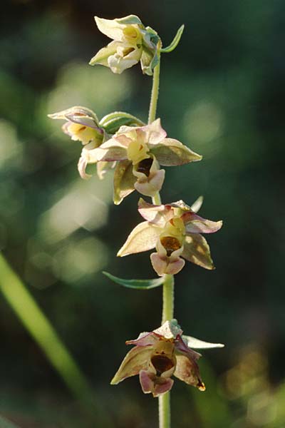 Epipactis tremolsii \ Tremols' Ständelwurz, F  Rochefort-en-Valdaine 30.6.1998 