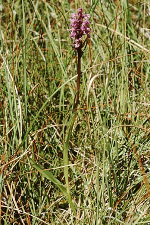 Dactylorhiza traunsteineri subsp. vosagiaca \ Wasgau-Fingerwurz, Wasgau-Knabenkraut / Wasgau Marsh Orchid, F  Erbsenthal 21.6.1998 