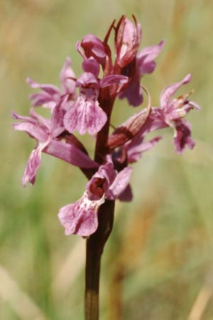 Dactylorhiza traunsteineri subsp. vosagiaca \ Wasgau-Fingerwurz, Wasgau-Knabenkraut / Wasgau Marsh Orchid, F  Erbsenthal 21.6.1998 