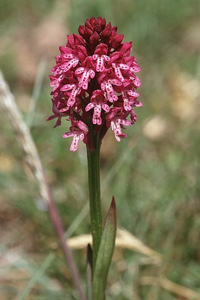 Neotinea tridentata x ustulata, F   Dept. Drome 24.5.1998 