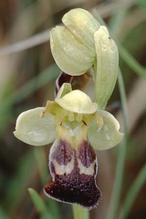 Ophrys vasconica / Gascogne Orchid, F  Dept. Gers, Masseube 23.4.1999 