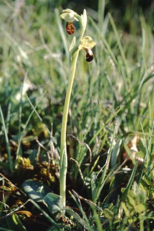Ophrys vasconica / Gascogne Orchid, F  Dept. Gers, Masseube 23.4.1999 