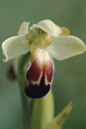 Ophrys vasconica / Gascogne Orchid, F  Dept. Gers, Masseube 8.5.2000 