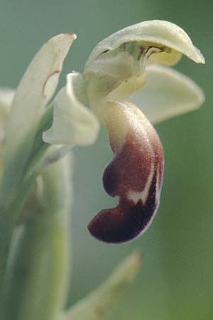 Ophrys vasconica / Gascogne Orchid, F  Dept. Gers, Masseube 8.5.2000 