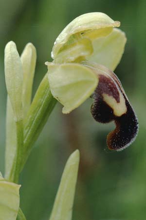 Ophrys vasconica / Gascogne Orchid, F  Dept. Gers, Masseube 8.5.2000 