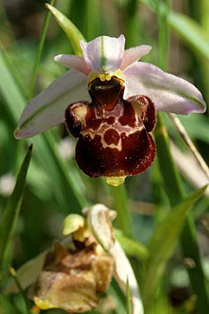 Ophrys vetula \ Seealpen-Ragwurz / Maritine Alps Bee Orchid, F  Blausasc 15.5.1999 