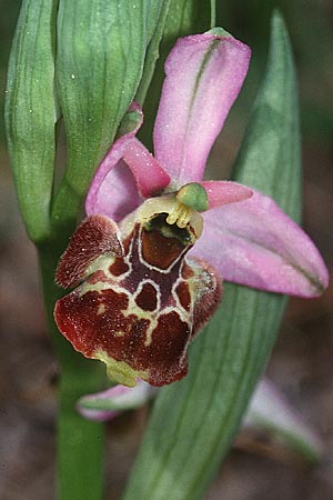 Ophrys vetula \ Seealpen-Ragwurz / Maritine Alps Bee Orchid, F  Col d'Eze 16.4.2001 
