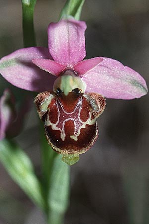 Ophrys vetula \ Seealpen-Ragwurz / Maritine Alps Bee Orchid, F  Blausasc 30.4.2001 