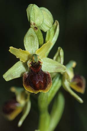 Ophrys virescens \ Grün-Bleibende Ragwurz / Staying-Green Bee Orchid, F  Toulon 29.4.2002 