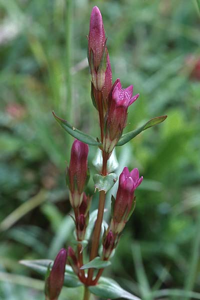 Gentianella amarella \ Bitterer Kranzenzian / Autumn Gentian, GB Ham Hill 26.7.1998