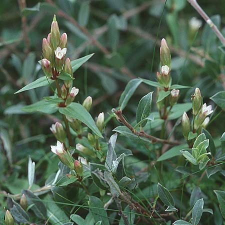 Gentianella uliginosa \ Sumpf-Kranzenzian / Dune Gentian, GB Holy Island Lindisfarne 1.8.1998