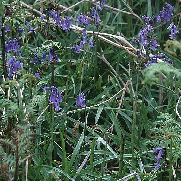 Hyacinthoides non-scripta \ Hasenglckchen / English Bluebell, GB Insel/island Skye 17.6.1999