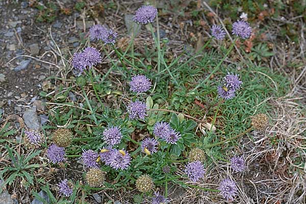 Jasione montana \ Berg-Sandglckchen, Schaf-Rapunzel / Sheep's Bit, GB Tintagel 10.7.1997